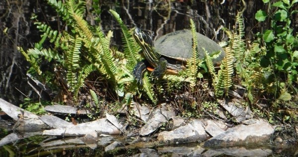 Everglades National Park Guided Kayak Eco Tour