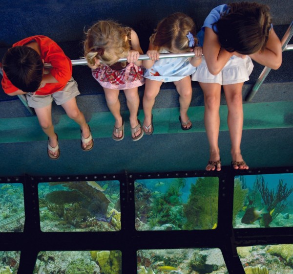 Key West Tour & Glass Bottom Boat