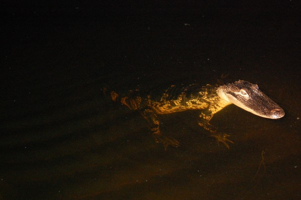 Sawgrass Recreation - Private Red Eye Private Nighttime Airboat Adventure