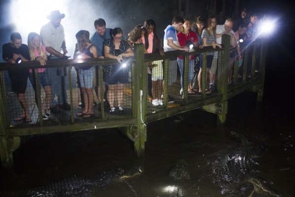 Gatorland Gator Night Shine