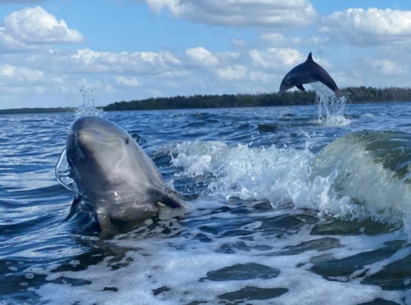 Dolphin, Birding, and Shelling Tour